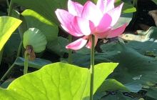 荷塘生态旅游区