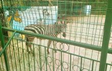 南平九峰动物园