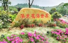 秋长华发花海世界